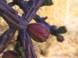 arizona-cactus-10