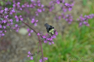 bee-and-pink-flowers-botanical-gardens-10