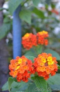 bright-orange-and-yellow-flowers-nice-12