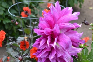 bright-pink-flower-botanical-gardens-10