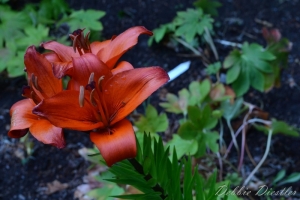 burnt-orange-flower-botanical-gardens-10