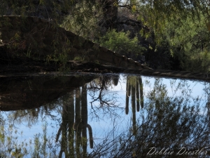 cacti-reflection-in-arizona-10