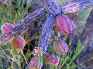 colorful-cacti-in-arizona-10