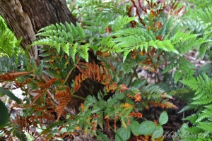 ferns-botanical-gardens-10