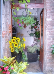 flower-shop-in-siena-italy-09