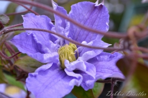 lavendar-blossom-botanical-gardens-10