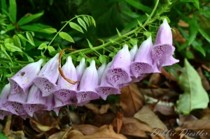 lavender-bell-flowers-botanical-gardens-10