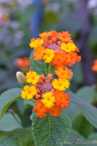 orange-and-yellow-bouquet-nice-12