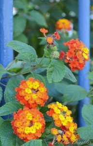 orange-and-yellow-flowers-in-nice-france-12