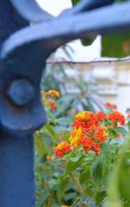 orange-flower-under-blue-gate-nice-12