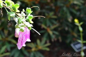 pink-dangling-bell-flower-botanical-gardens