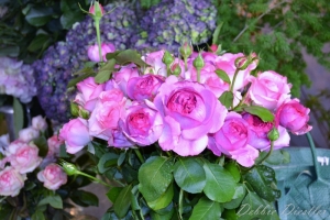 pink-roses-in-nice-france-12