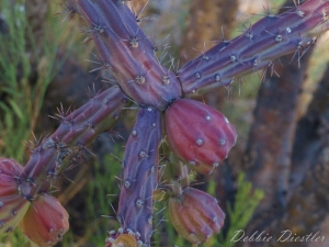 purple-cacti-in-arizona-10