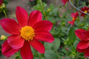 red-sunburst-botanical-gardens-10