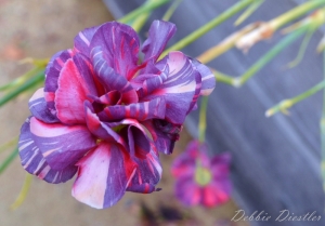 ribbon-flower-botanical-gardens-10