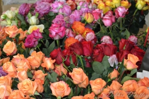 Roses on Mackinac Island, Michigan