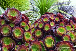 succulents-botanical-gardens-10