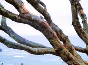 ocean-branches-trinidad-10