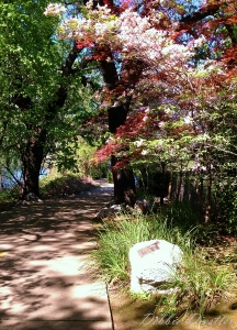 river-trail-walk-in-redding-ca-spring-13