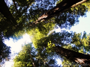 tree-tops-trinidad-10