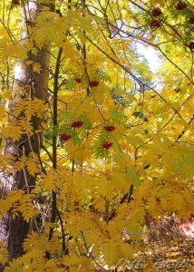 yellow-and-red-foliage-in-lake-tahoe-11